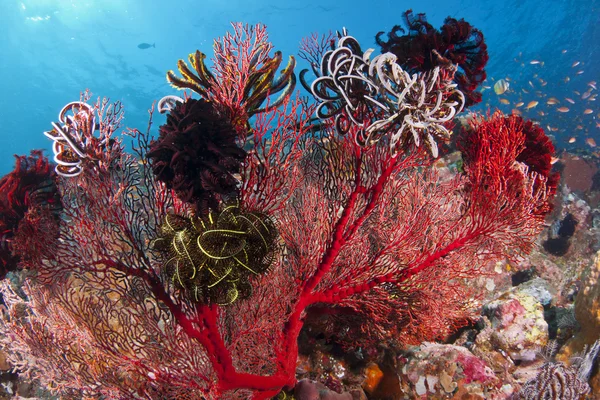 Kleurrijke koralen — Stockfoto