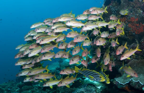 Escuela de peces — Foto de Stock