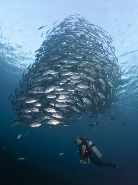 Diver with a school of Jacks — Stock Photo, Image