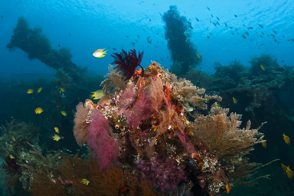 Kleurrijk koraalrif — Stockfoto