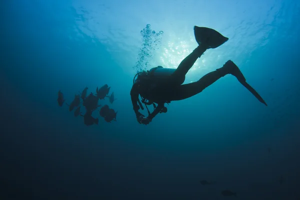 Diver och fisk — Stockfoto