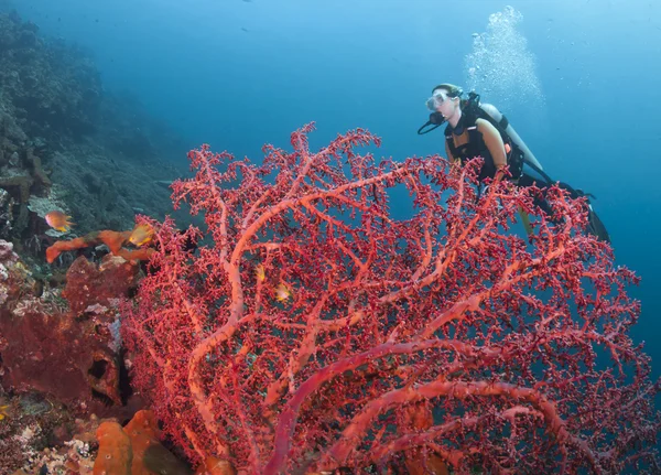 Corais em Bali — Fotografia de Stock