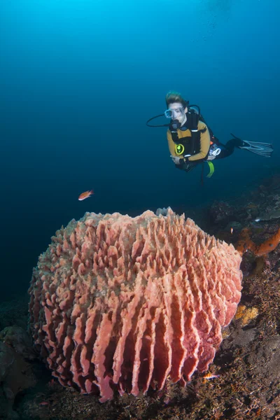 Diver over barrel sponge — Stock Photo, Image