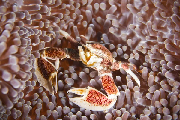 Porselein anemone krab — Stockfoto
