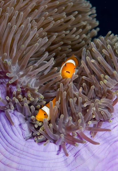 Два anemonefish — стоковое фото