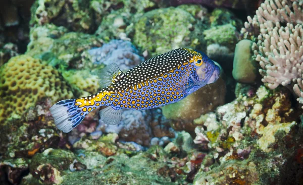 Spotted boxfish — Fotografie, imagine de stoc