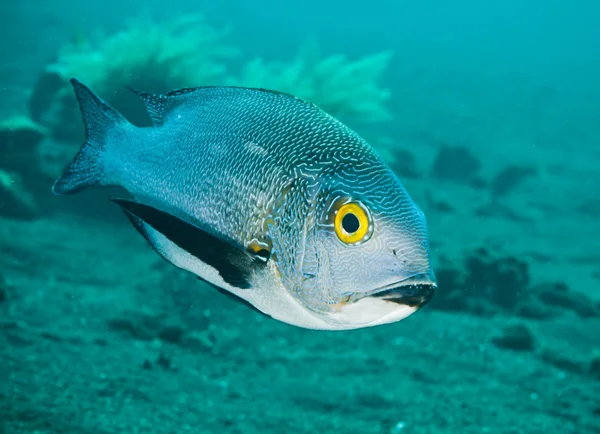 Midnight Snapper — Stock Photo, Image