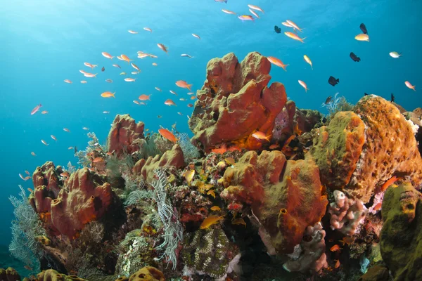 Arrecife de coral colorido — Foto de Stock