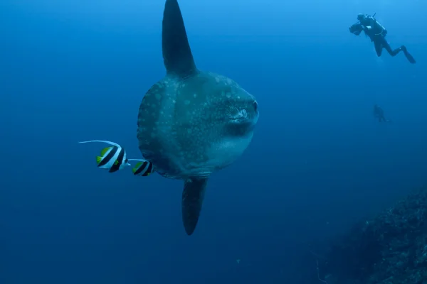 Sunfish, bannerfish en duikers Rechtenvrije Stockafbeeldingen