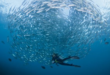 Diver with a school of Jacks clipart