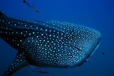 Whale Shark clipart