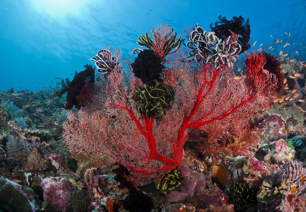 美しいサンゴ礁 — ストック写真