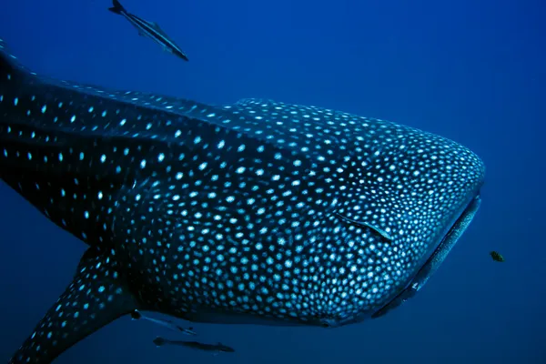 Tiburón ballena — Foto de Stock