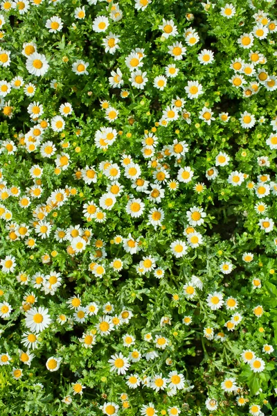 Daisy planted on the ground — Stock Photo, Image
