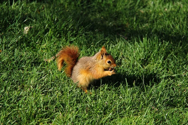 Μικρό καφέ σκίουρος τρώει ένα καρύδι — Φωτογραφία Αρχείου
