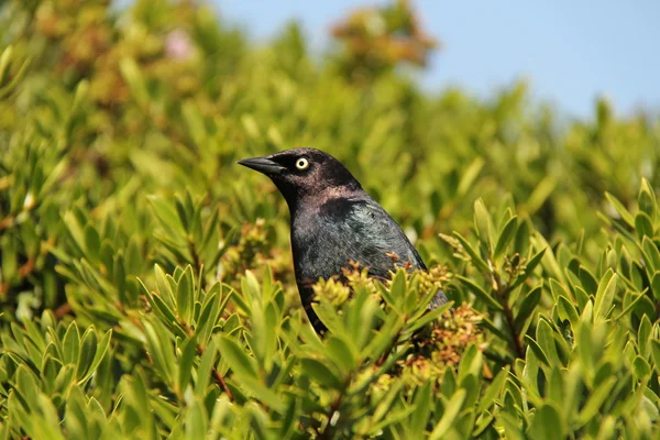 stock image Brewer's Black bird