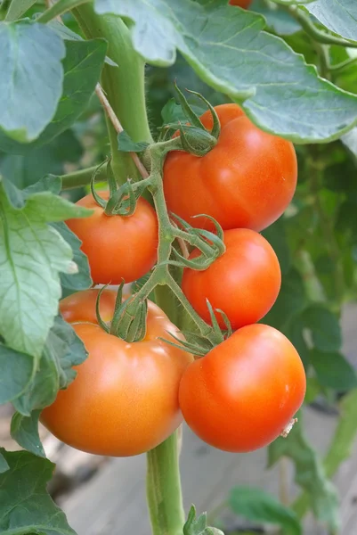 Tomatoes in greenhouse Royalty Free Stock Images