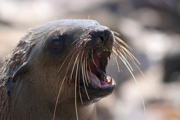 Brown Fur Seal — Stock Photo, Image