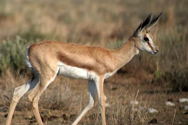 Young springbok — Stock Photo, Image