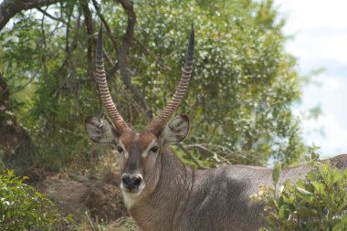 Waterbuck