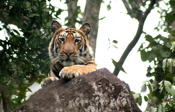 The King of the Jungle