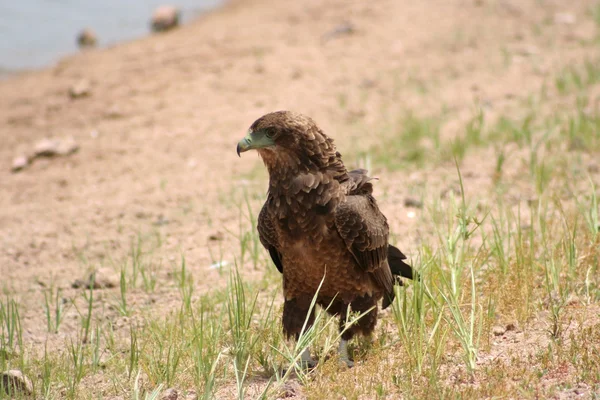 Καστανόξανθο αετός — Φωτογραφία Αρχείου
