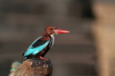 Beyaz boğazlı kingfisher