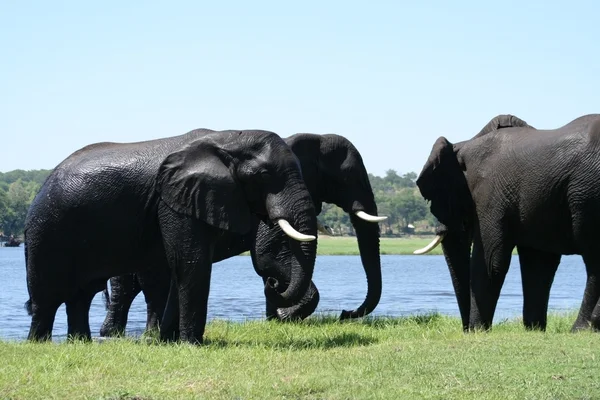 Elephants in Chobe — Stock Photo, Image