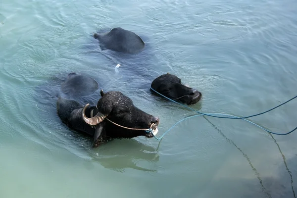 Asian Water Buffalo — Stock Photo, Image