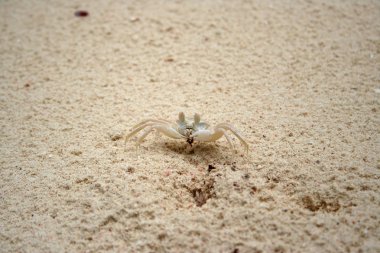 Pallid Ghost Crab clipart