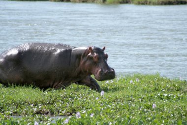 Hippopotamus clipart