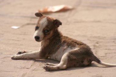 sokak köpek yavrusu