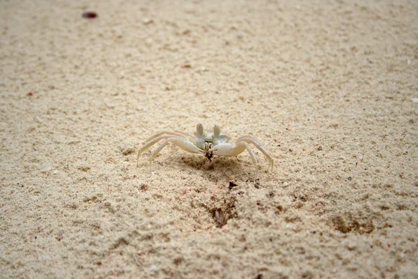 stock image Pallid Ghost Crab