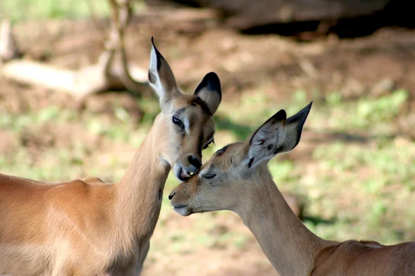 Beijo de Bambi — Fotografia de Stock