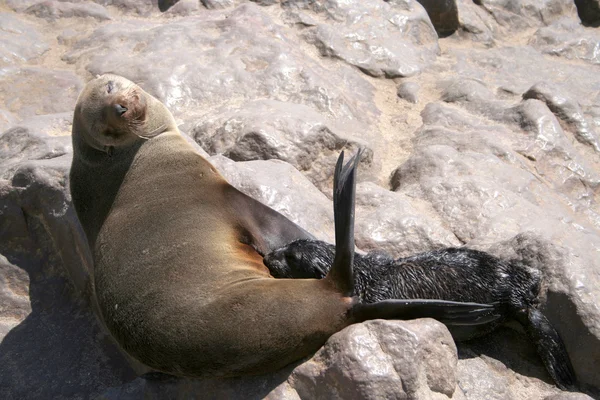 stock image Cape Fur Seal