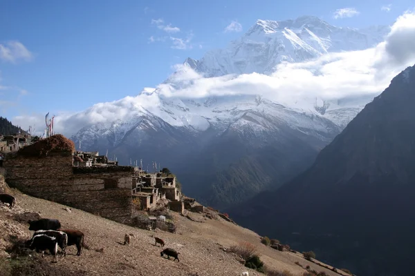 Ghyaru Village — Stock Photo, Image