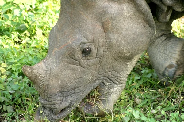 Rinoceronte indio —  Fotos de Stock