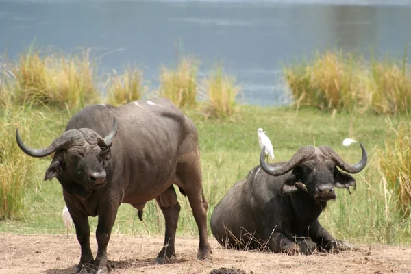 Африканські буйволи Стокова Картинка