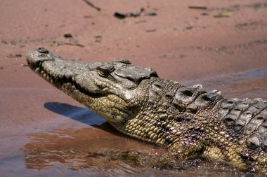 Nesting Nile Crocodile. clipart