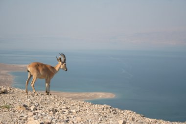 Nubian Dağ keçisi