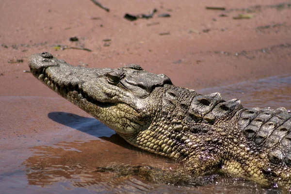 stock image Nesting Nile Crocodile.