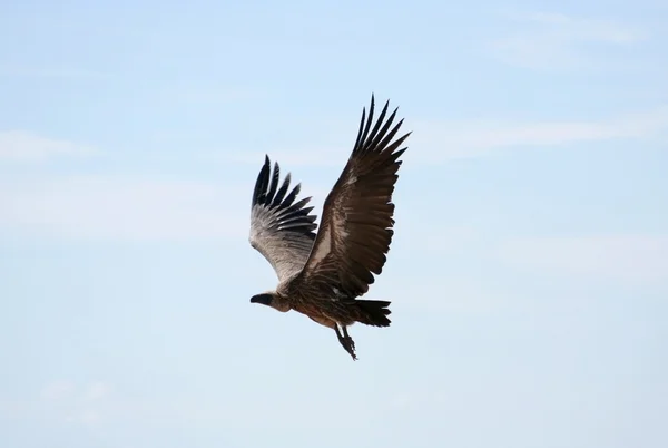 African White-backed Vulture. — Stock Photo, Image