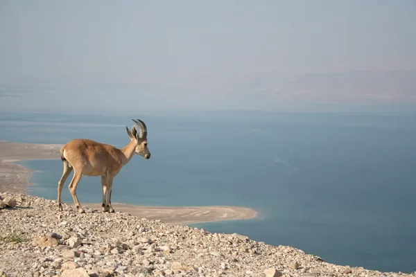 Nubian Ibex — Fotografie, imagine de stoc