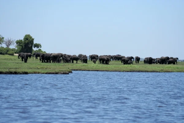 Ελέφαντες στην κοίτη πλημμυρών ποταμό chobe. Royalty Free Φωτογραφίες Αρχείου