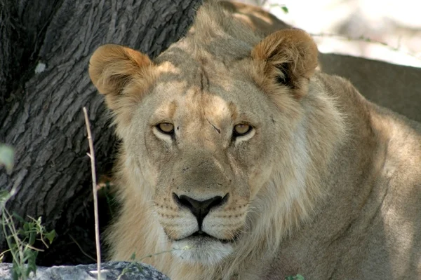 Fiatal afrikai oroszlán Stock Kép
