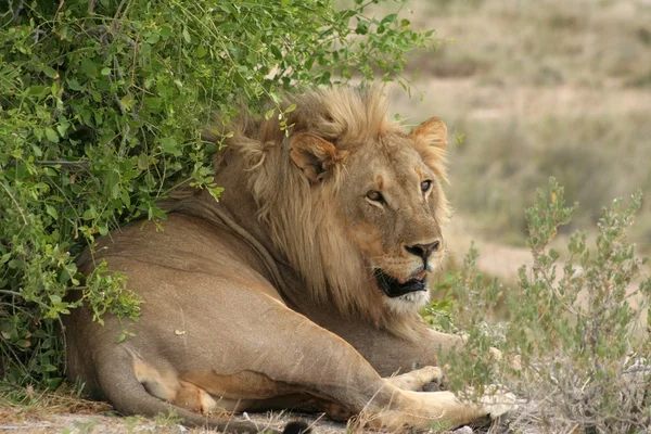 아프리카 사자 로열티 프리 스톡 사진