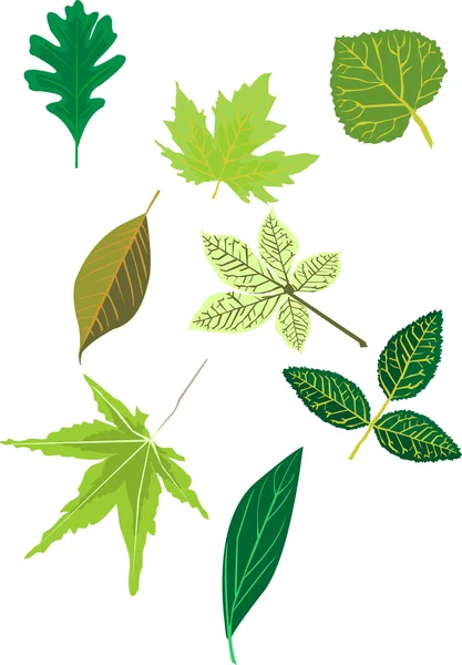 stock vector Green leaves