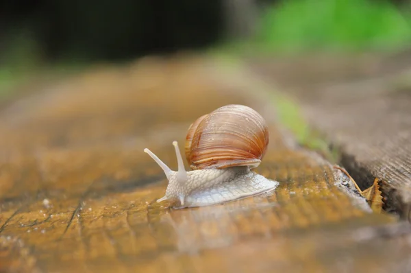 stock image Snail crowles along the wood road