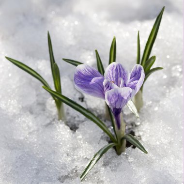 Snowdrop clipart