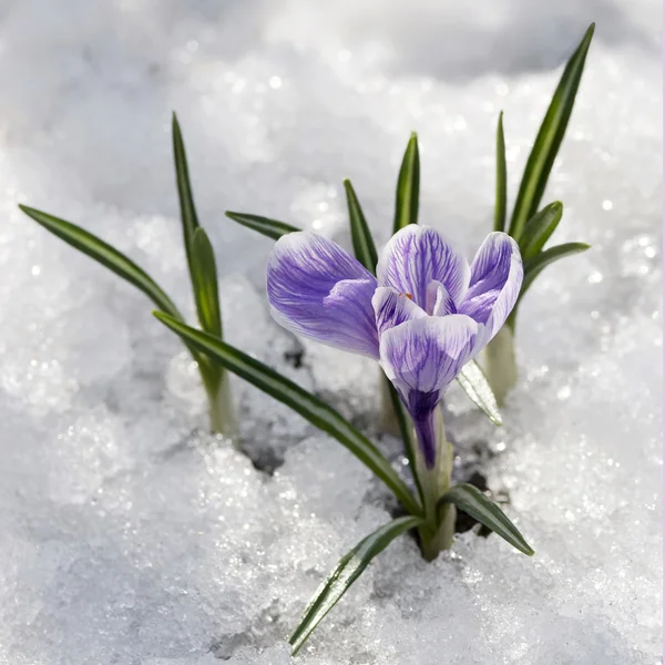 stock image Snowdrop